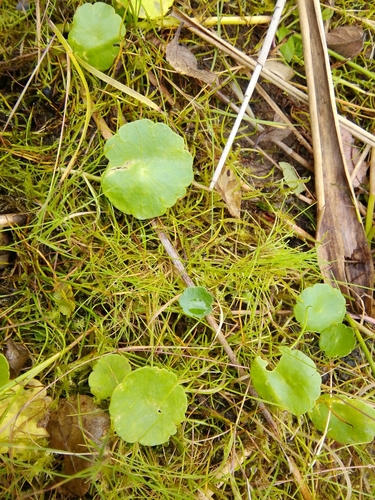 Hydrocotyle vulgaris (Marsh Pennywort)