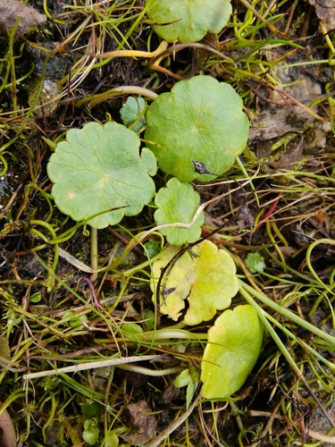 Hydrocotyle vulgaris (Marsh Pennywort)