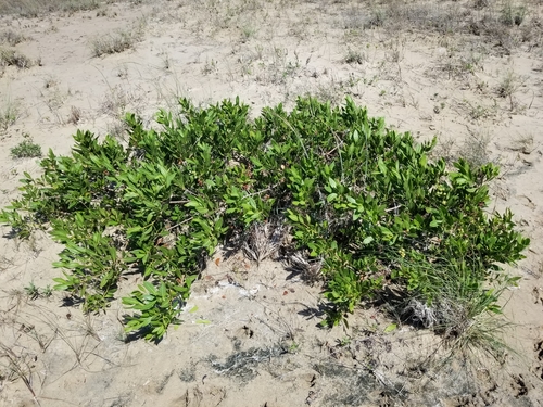 Conocarpus erectus (Green Buttonwood) (alternate view 5)