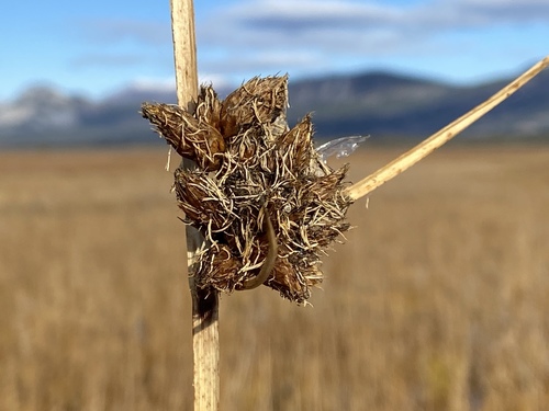 Bolboschoenus maritimus (sea clubrush)