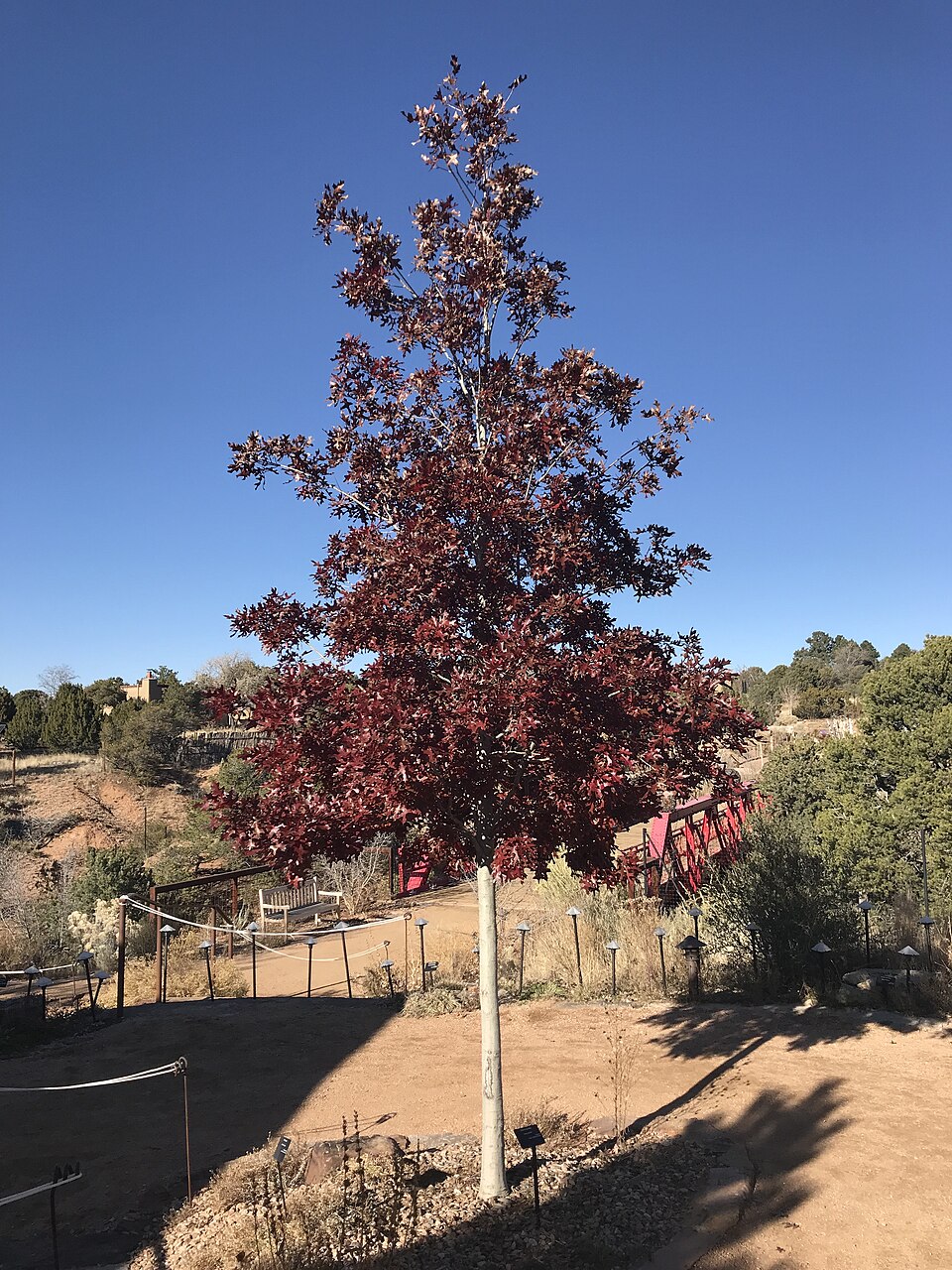 Quercus buckleyi (Buckley's oak) (alternate view 6)