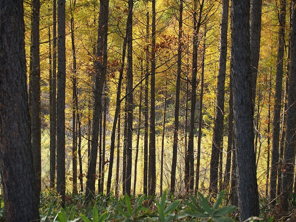 Larix kaempferi (Japanese Larch) (alternate view 10)