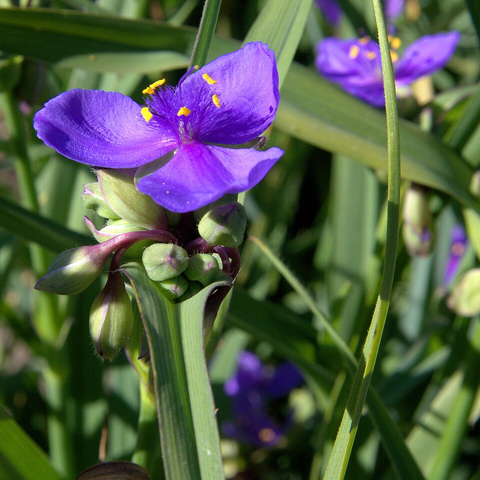 Tradescantia ohiensis (Ohio spiderwort)