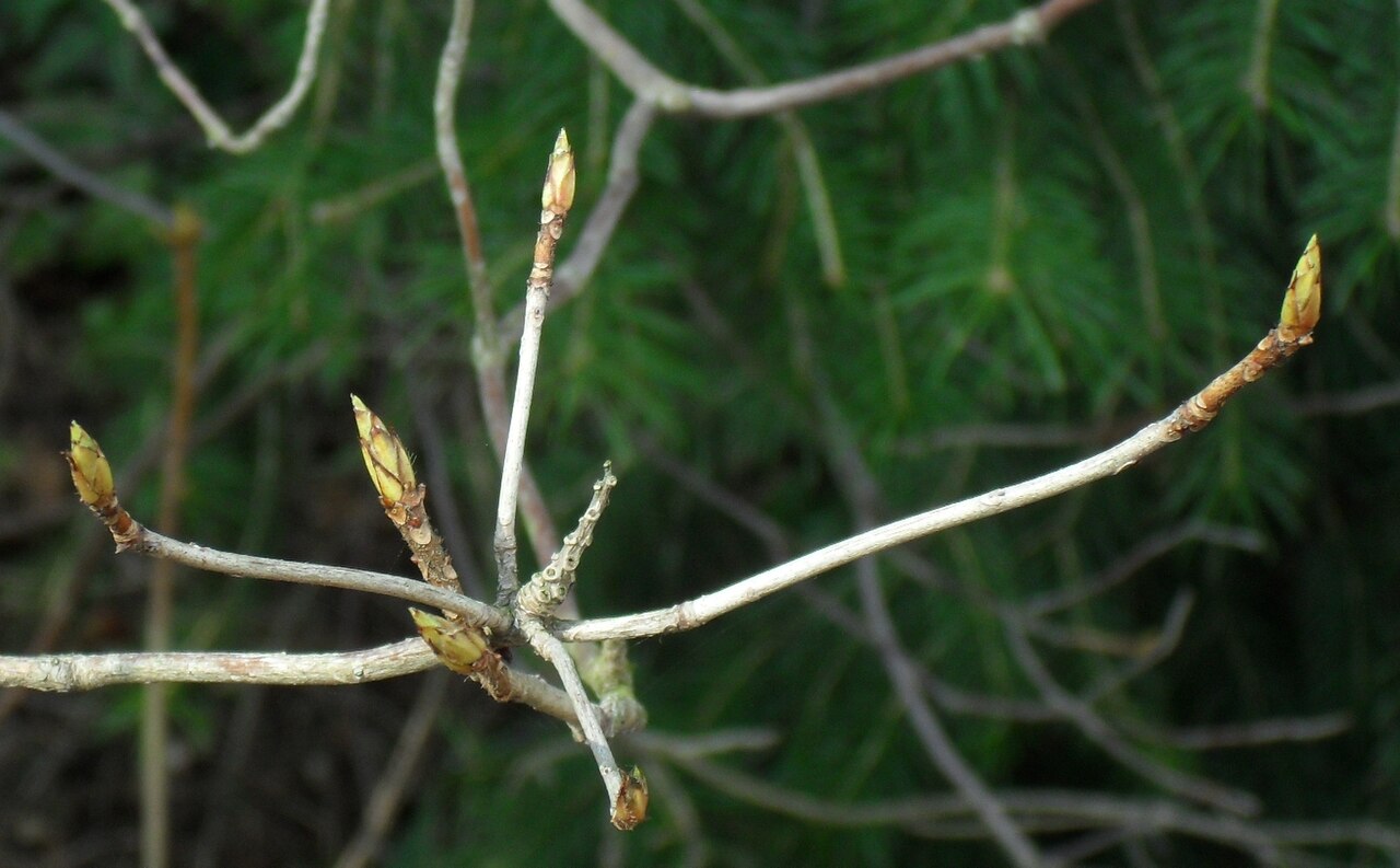 Rhododendron molle, Chinese azalea — upright deciduous (Ericaceae) (image 3 of 10)