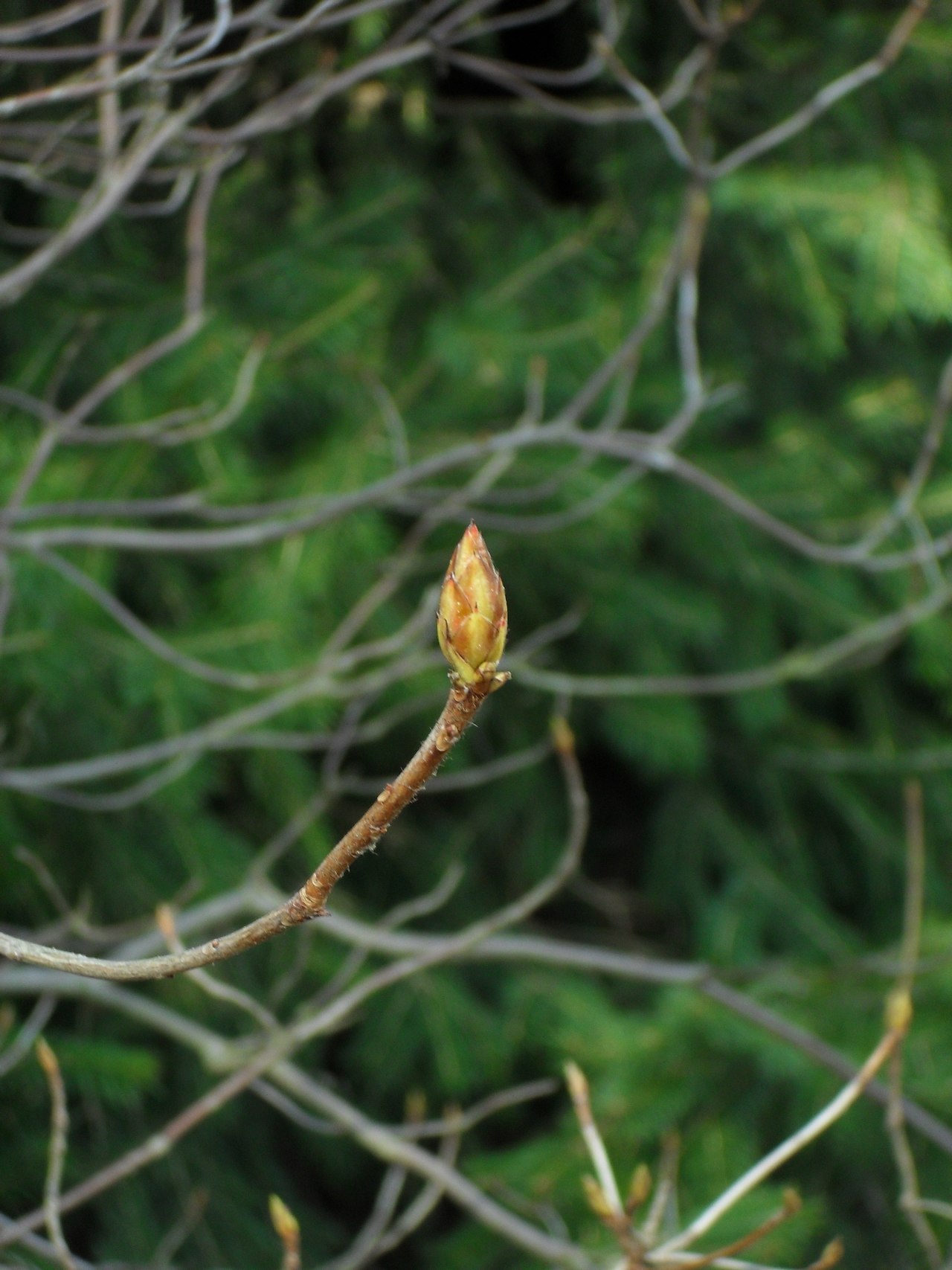 Rhododendron molle, Chinese azalea — upright deciduous (Ericaceae) (image 4 of 10)