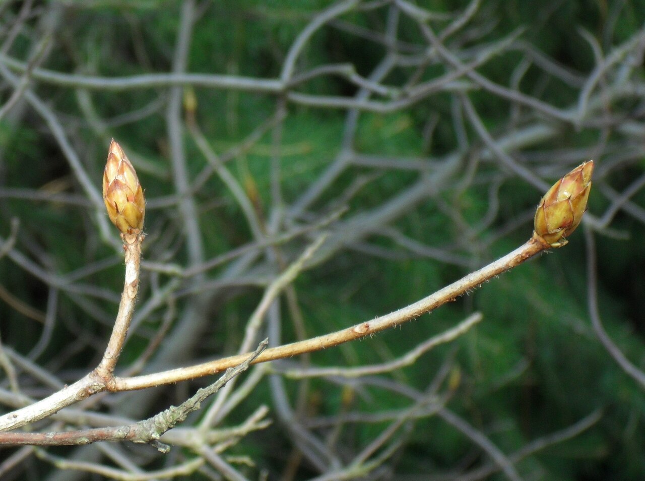 Rhododendron molle, Chinese azalea — upright deciduous (Ericaceae) (image 5 of 10)