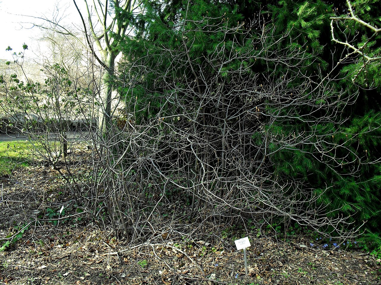 Rhododendron molle, Chinese azalea — upright deciduous (Ericaceae) (image 6 of 10)