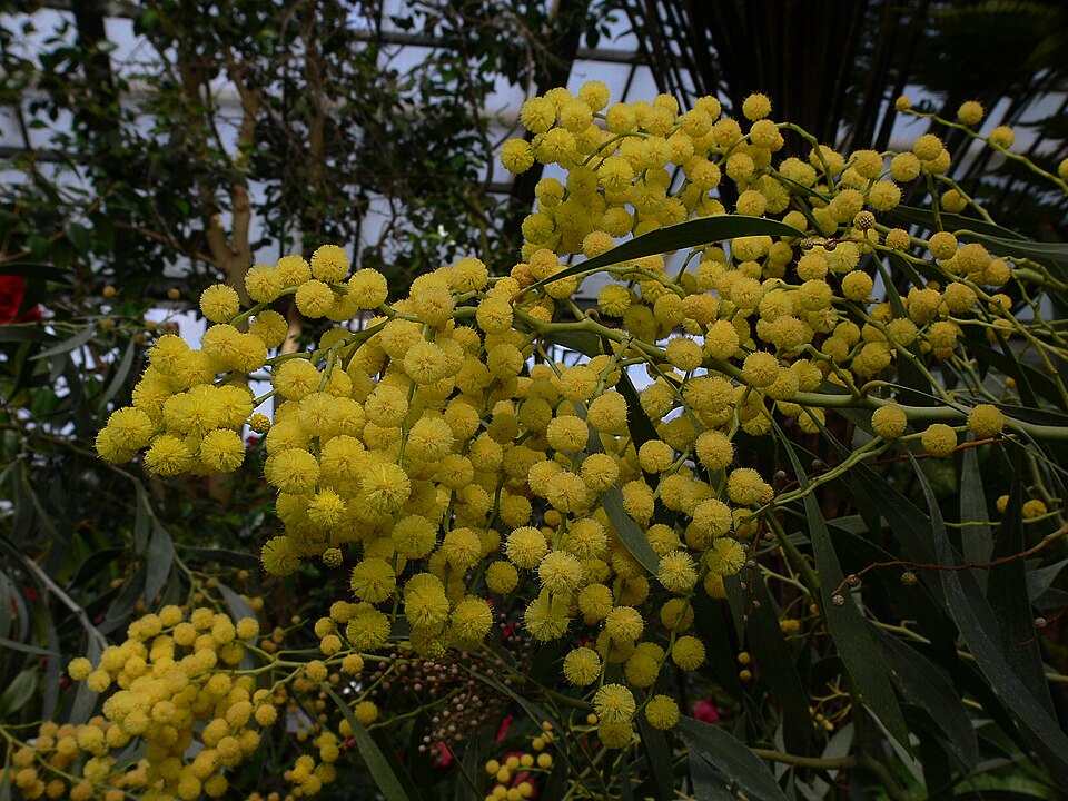 Acacia pycnantha (Golden Wattle) (alternate view 3)