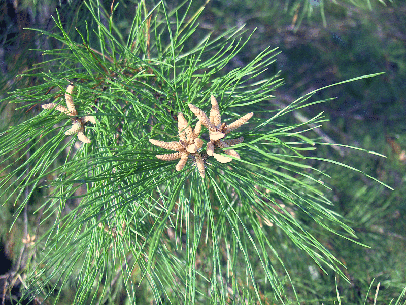 Pinus clausa (sand pine) (alternate view 5)