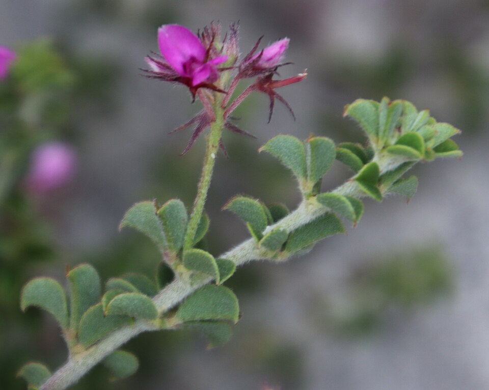Indigofera (Indigos) (alternate view 3)
