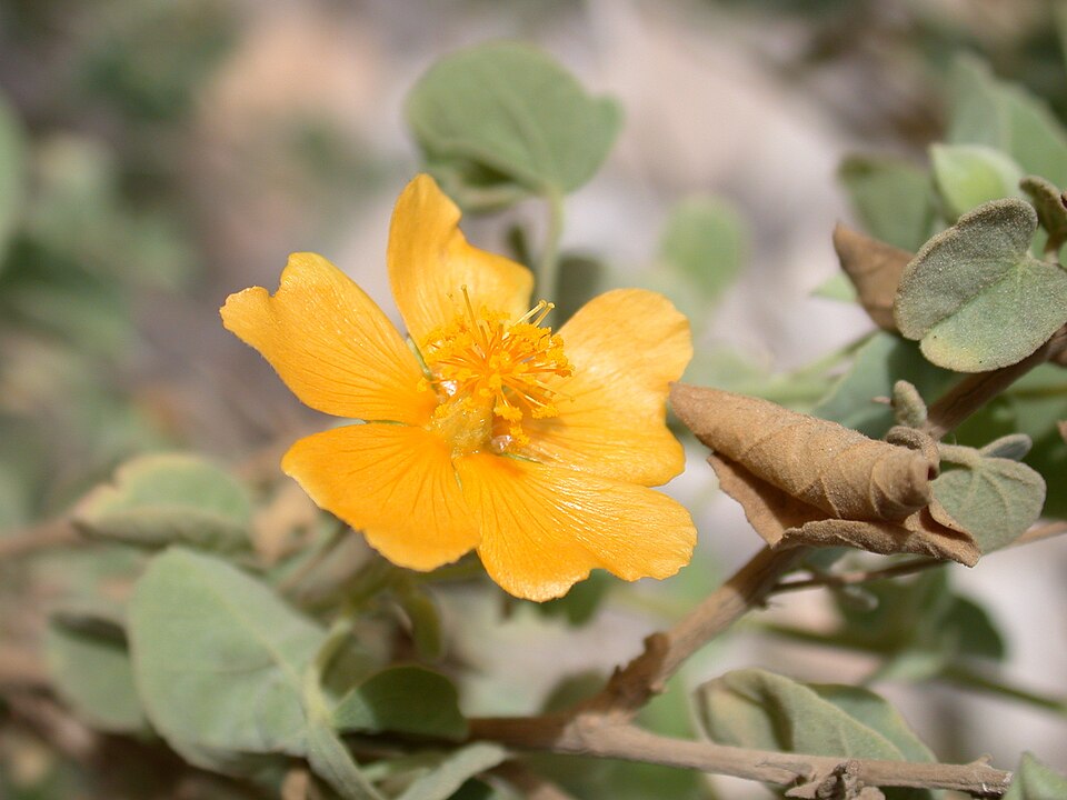 Abutilon fruticosum (sweet Indian Mallow) (alternate view 9)