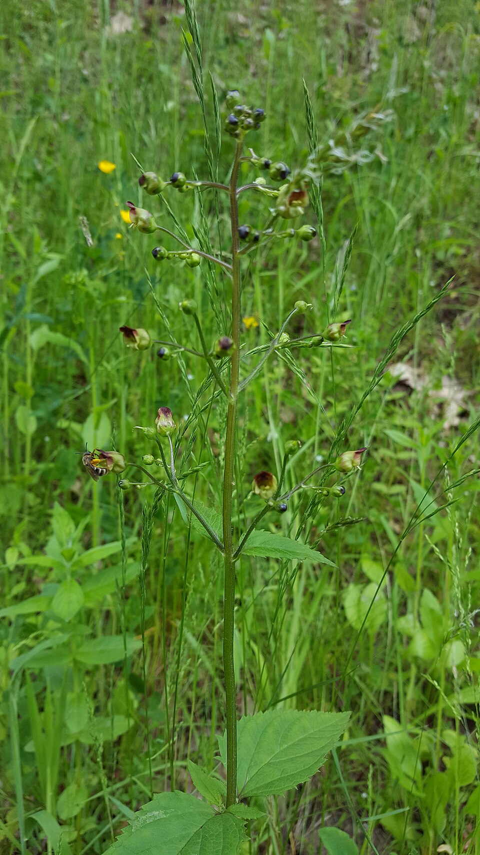 Scrophularia (figworts) (alternate view 5)