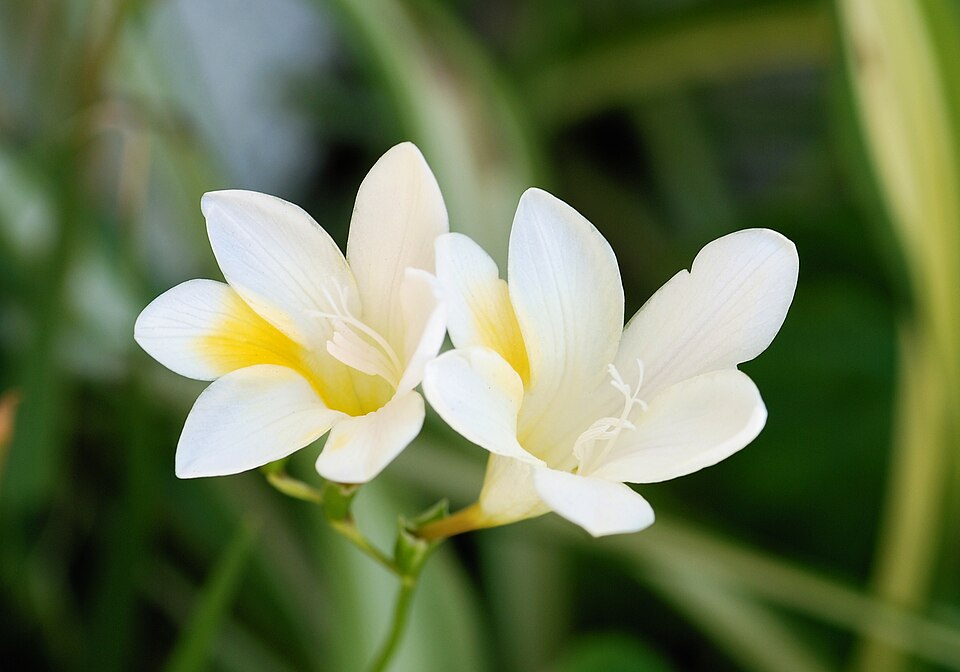 Freesia leichtlinii (Dune Kammetjie) (alternate view 7)