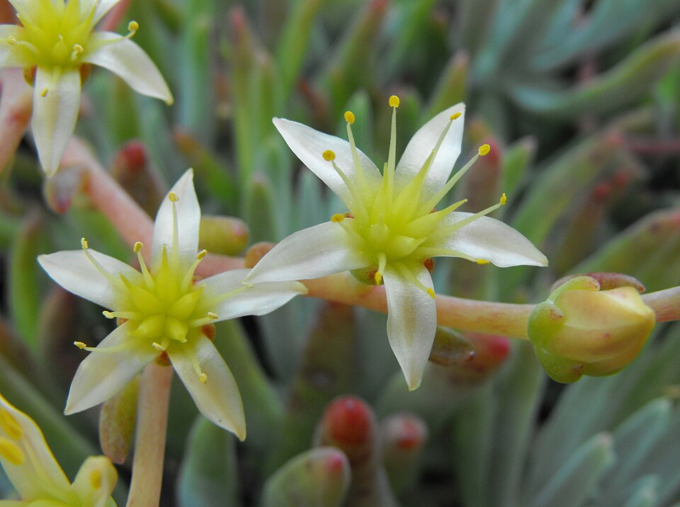 Dudleya edulis (Fingertips) (alternate view 9)