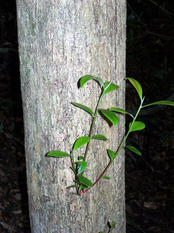 Syzygium australe (scrub cherry) (alternate view 4)