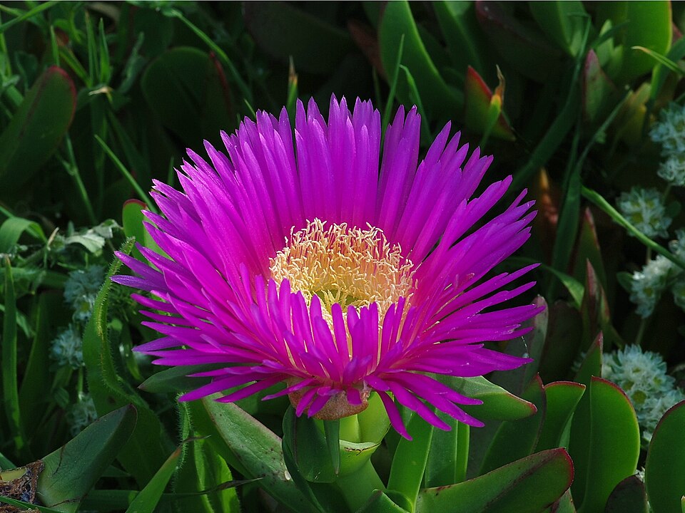 Carpobrotus chilensis (Chilean sea fig) (alternate view 8)