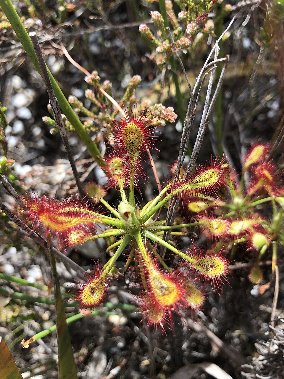 Drosera (Sundews) (alternate view 4)