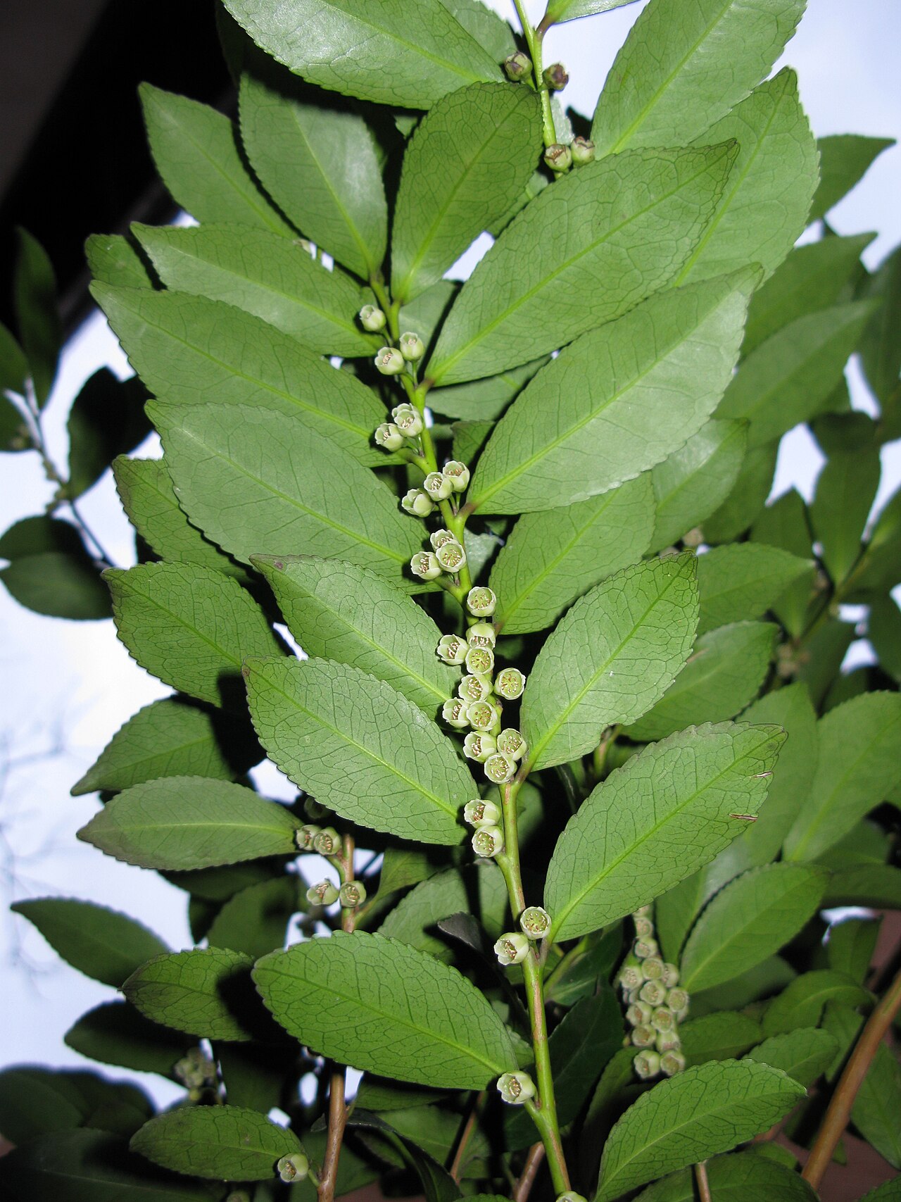 Eurya japonica, Japanese eurya — upright evergreen (Pentaphylacaceae) (image 6 of 10)