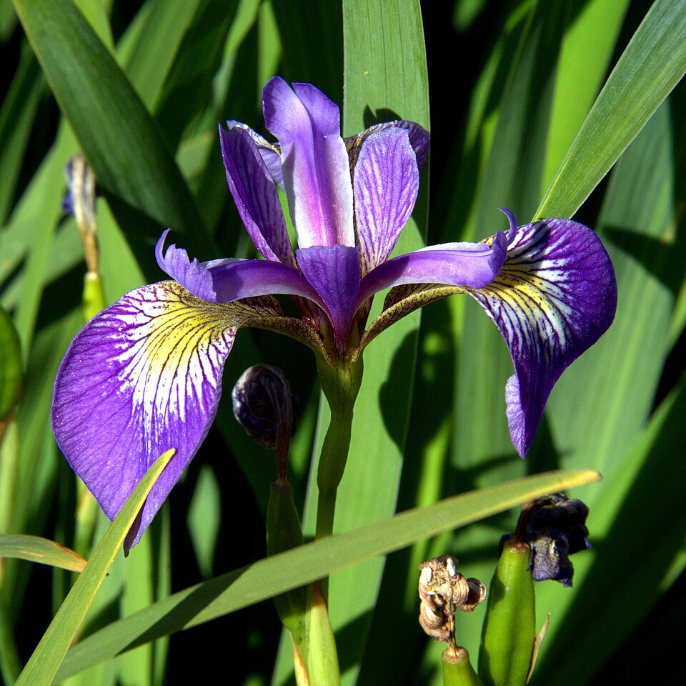 Iris virginica (Virginia Iris) (alternate view 6)