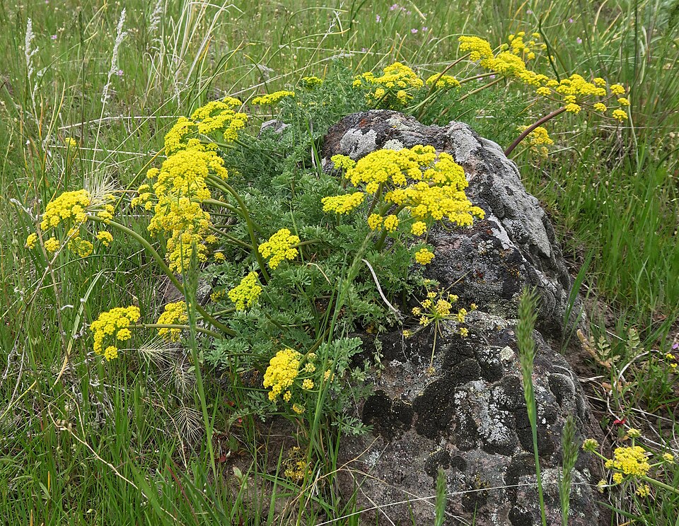 Lomatium (Biscuitroots) (alternate view 7)