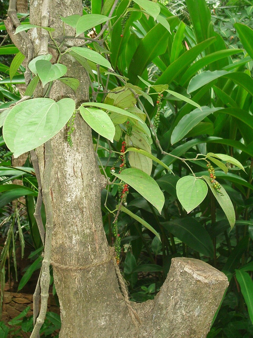 Piper nigrum (Black Pepper Plant) (alternate view 5)