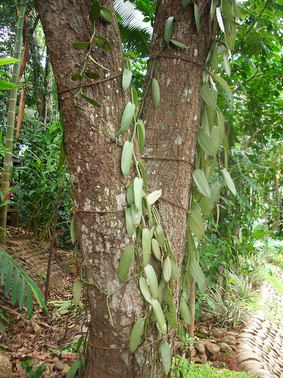 Vanilla planifolia (Vanilla Orchid) (alternate view 6)
