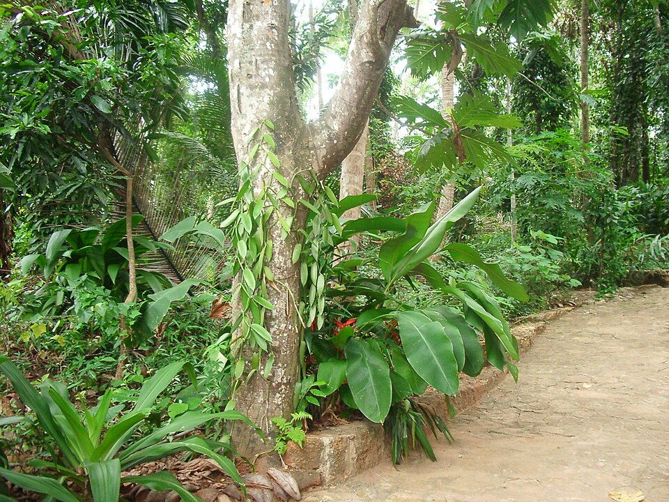 Vanilla planifolia (Vanilla Orchid) (alternate view 7)