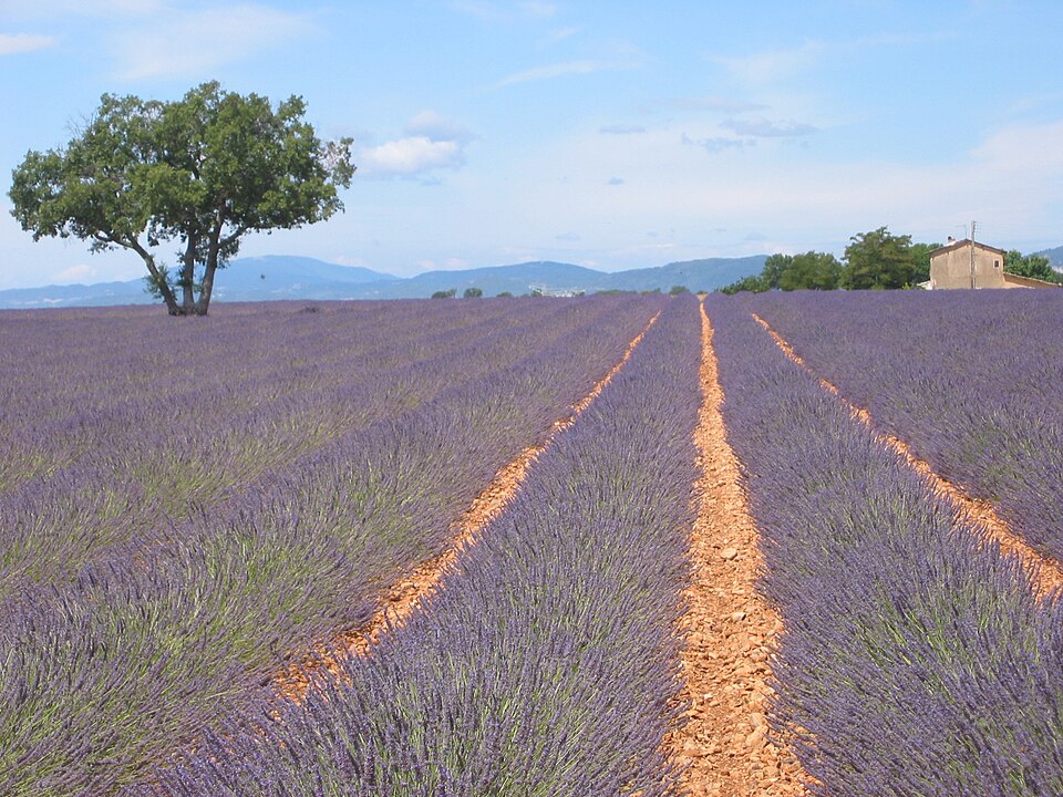 Lavandula × intermedia (Lavandin)