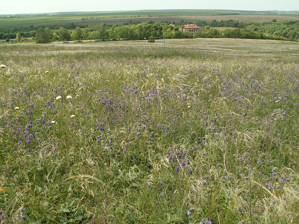 Salvia nutans (alternate view 6)