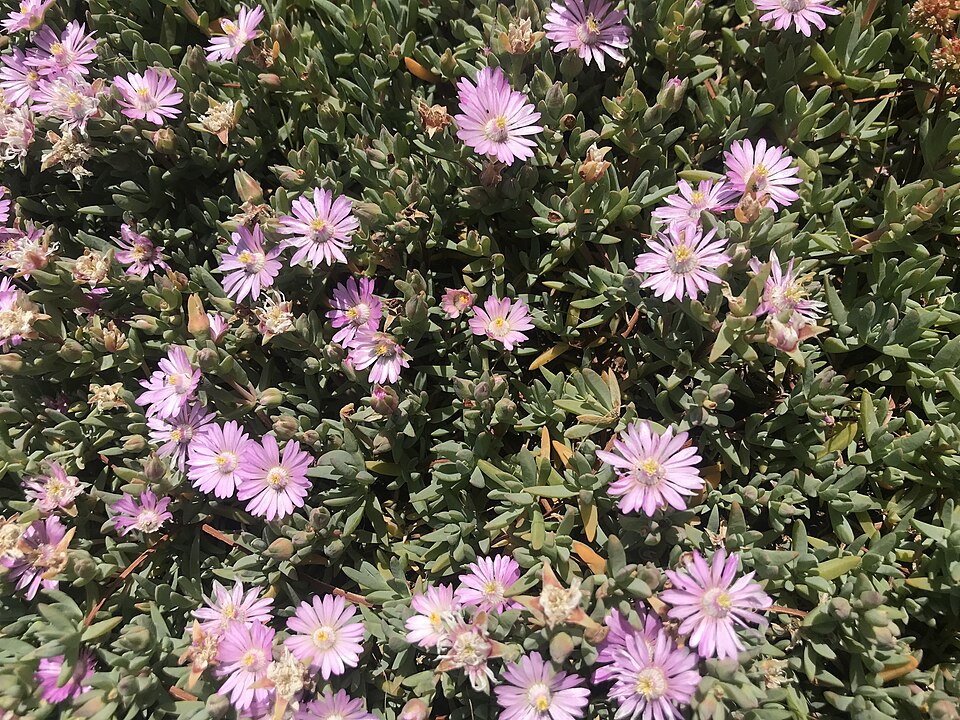 Lampranthus (dewplants)