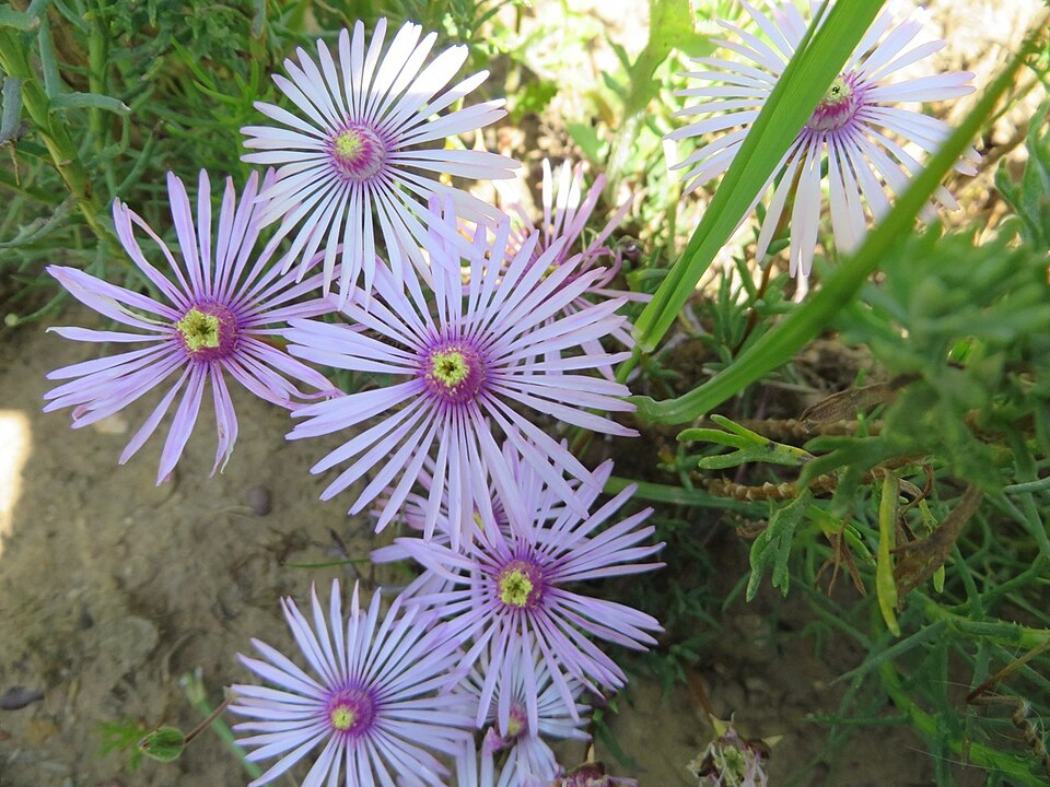 Lampranthus (dewplants) (alternate view 2)