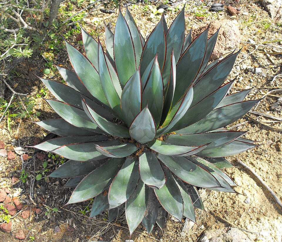 Agave × 'Blue Glow' (Blue Glow Agave)