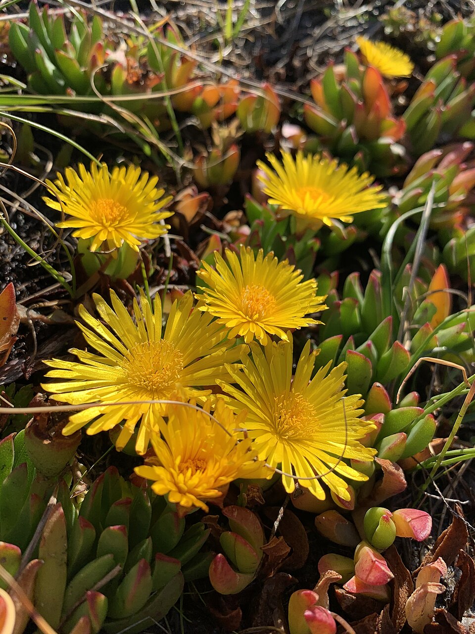 Lampranthus (dewplants) (alternate view 3)