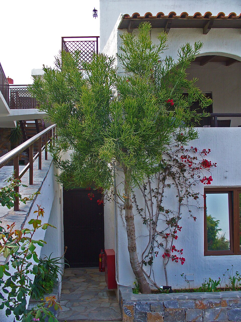 Euphorbia tirucalli (Fire Stick) (alternate view 8)