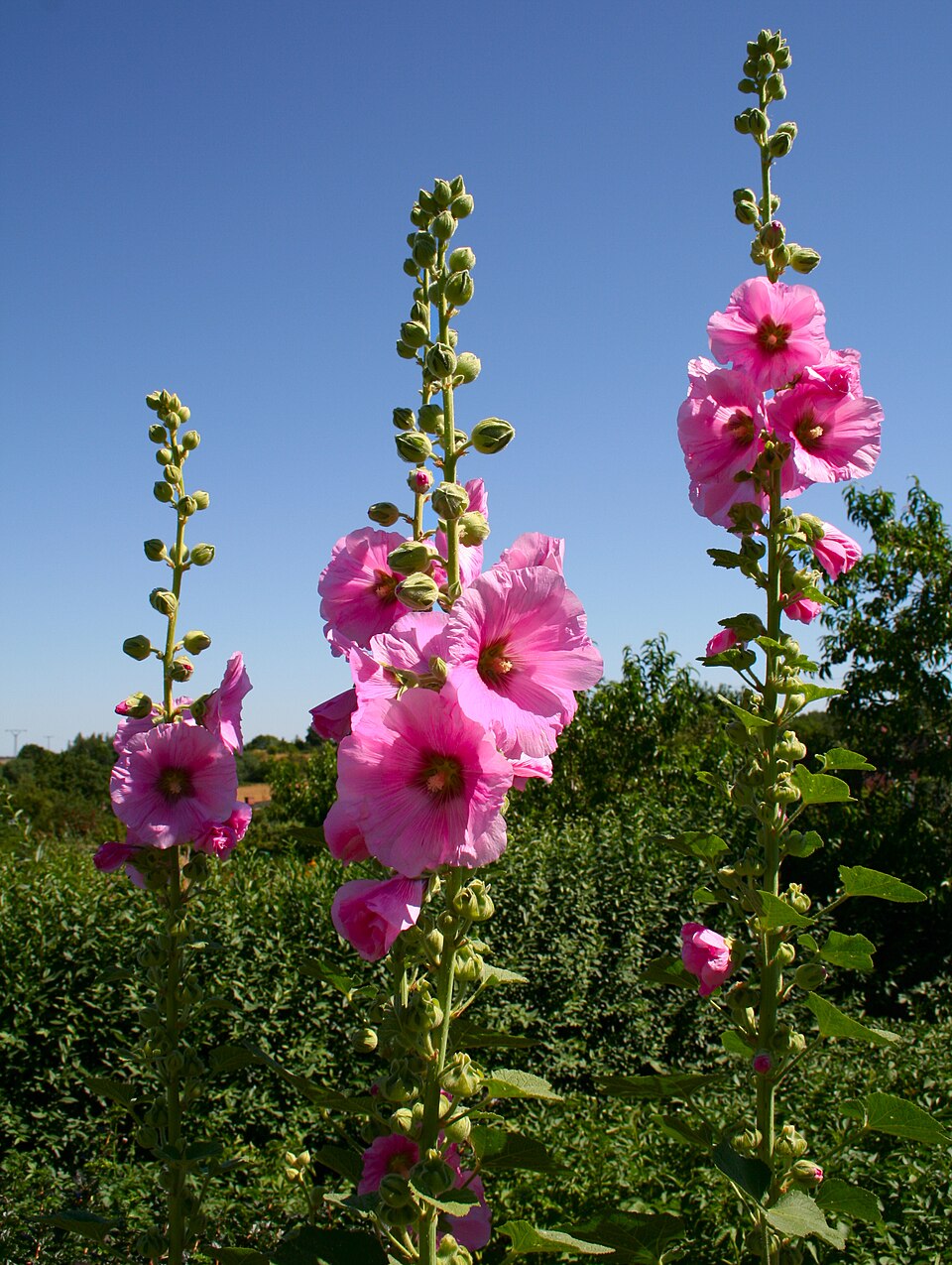 Alcea rosea (common hollyhock) (alternate view 10)