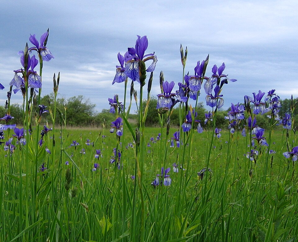 Iris sibirica (Siberian iris) (alternate view 8)