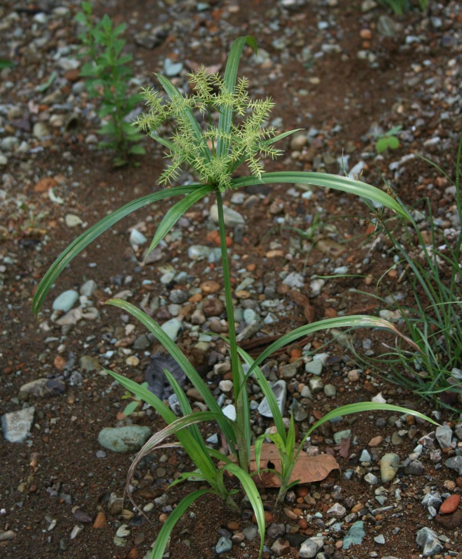 Cyperus odoratus (Fragrant flatsedge) (alternate view 7)