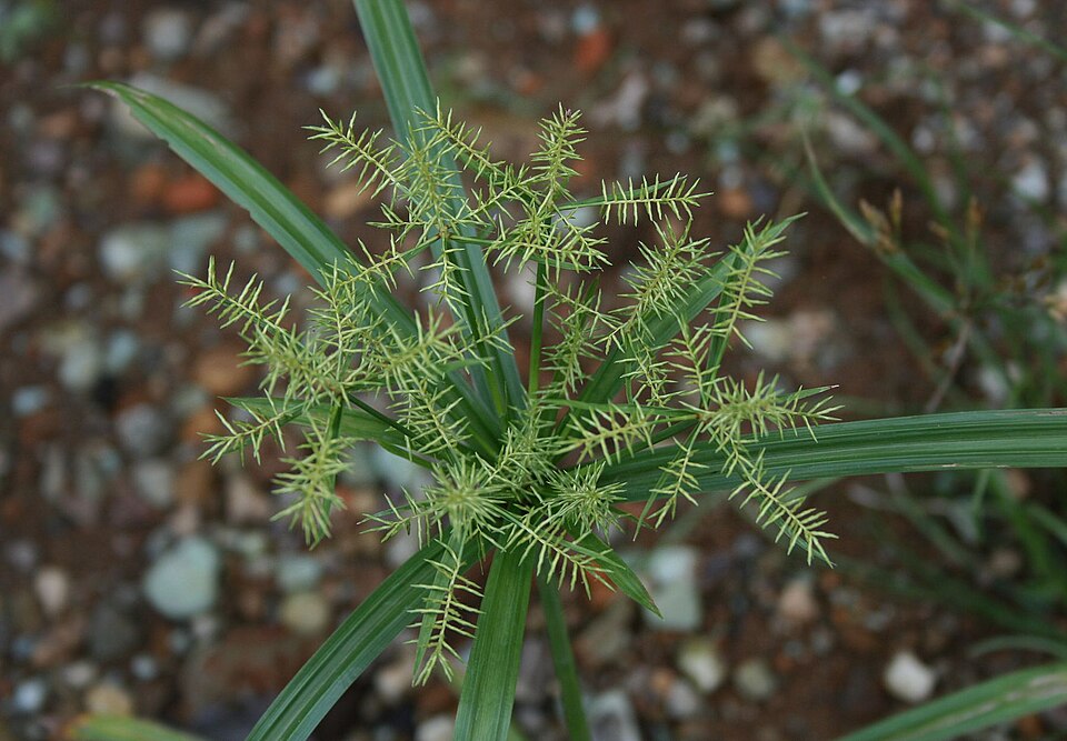 Cyperus odoratus (Fragrant flatsedge) (alternate view 8)