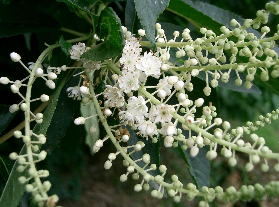 Clethra barbinervis, Japanese clethra — upright deciduous (Clethraceae) (image 2 of 10)