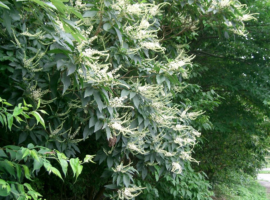 Clethra barbinervis, Japanese clethra — upright deciduous (Clethraceae) (image 3 of 10)