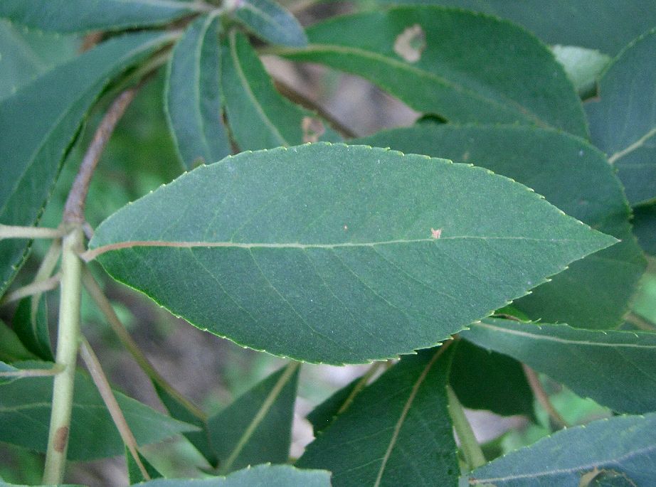 Clethra barbinervis, Japanese clethra — upright deciduous (Clethraceae) (image 4 of 10)