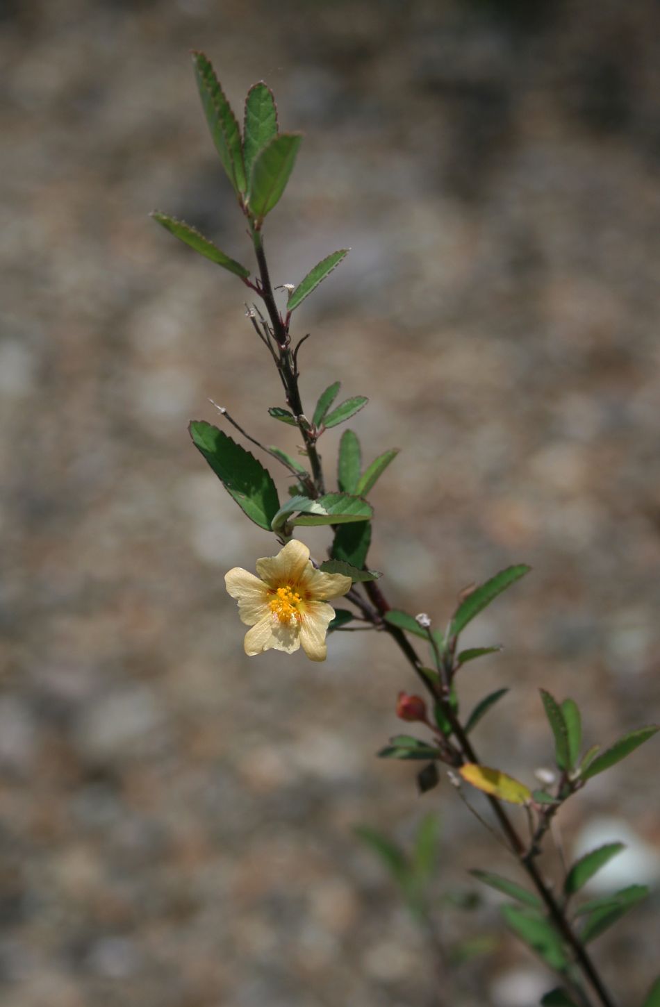 Sida rhombifolia (Cuban jute) (alternate view 7)