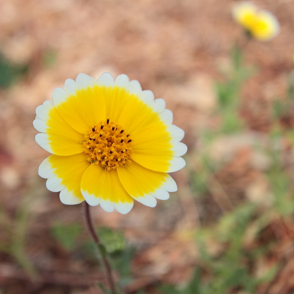 Layia platyglossa (tidy tips) (alternate view 4)