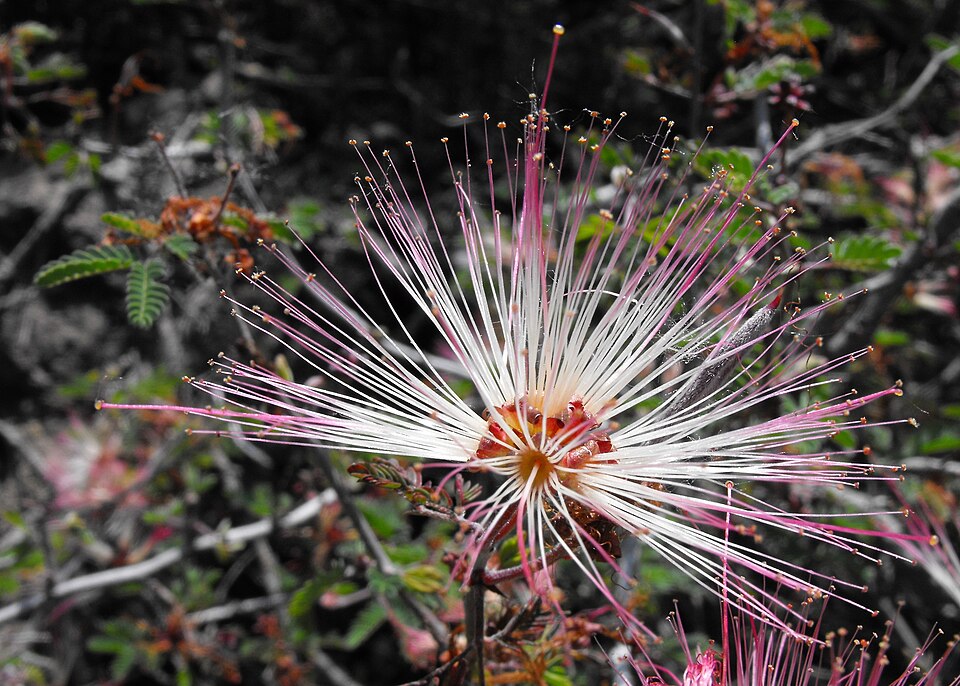 Calliandra eriophylla (pink fairy-duster) (alternate view 5)