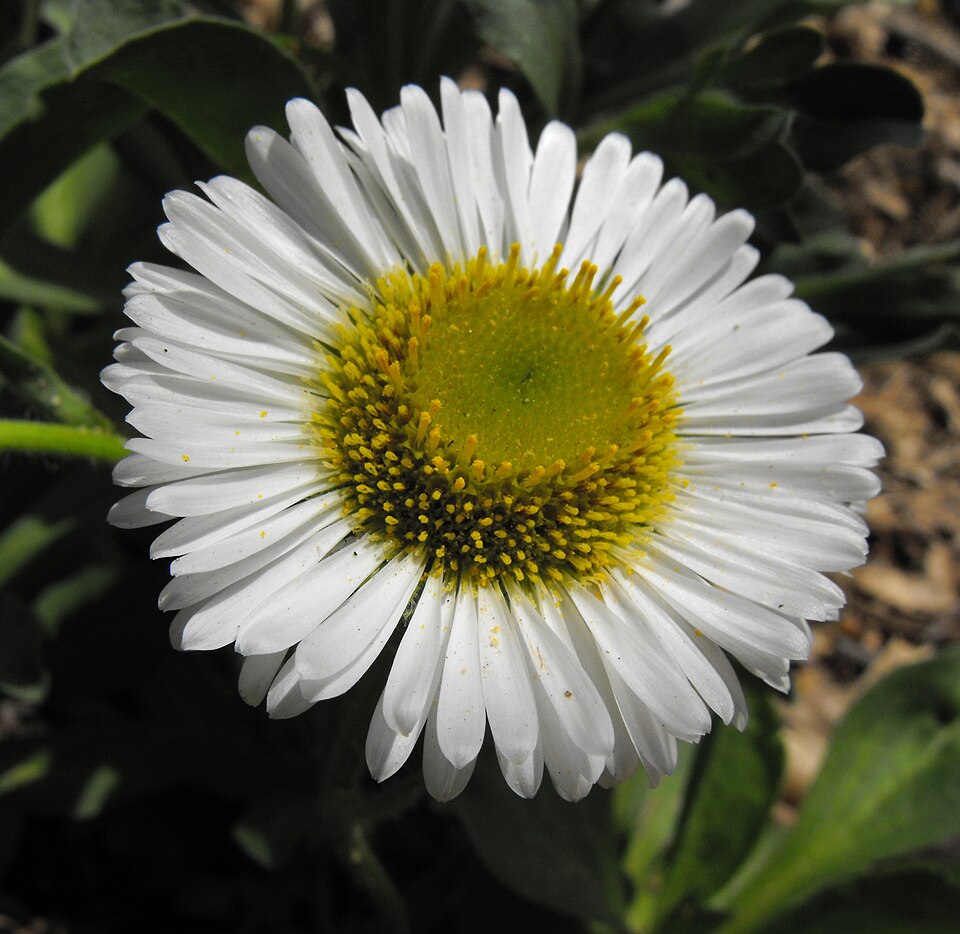 Erigeron glaucus (Seaside Fleabane) (alternate view 11)