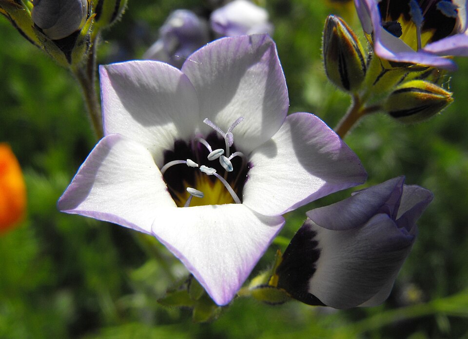 Gilia tricolor (bird's-eye gilia) (alternate view 10)