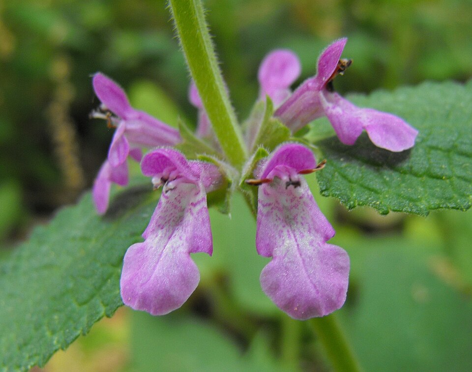 Stachys bullata (California Hedge Nettle) (alternate view 2)