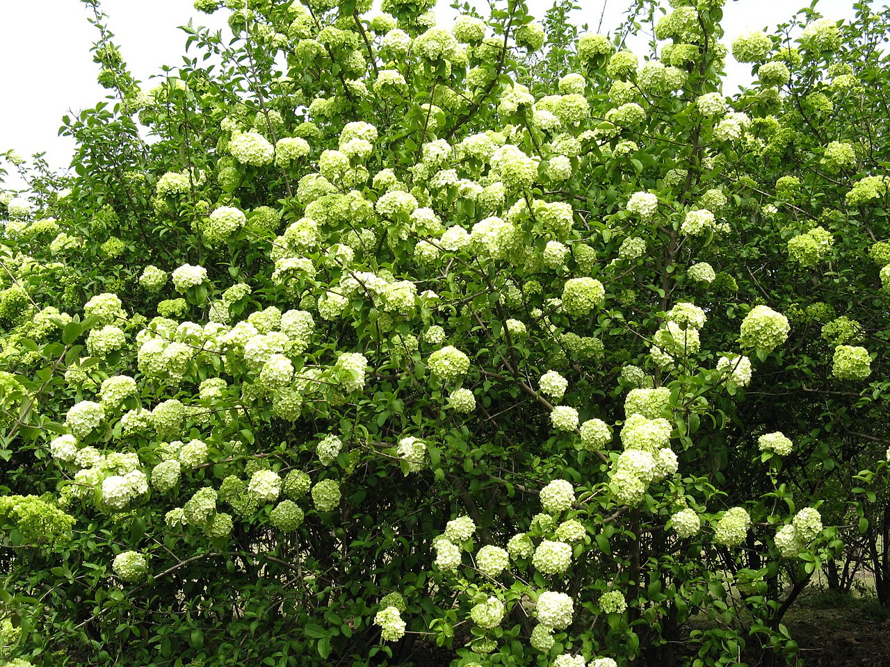 Viburnum macrocephalum, Chinese snowball viburnum — mounding semi-evergreen (Adoxaceae) (image 1 of 9)