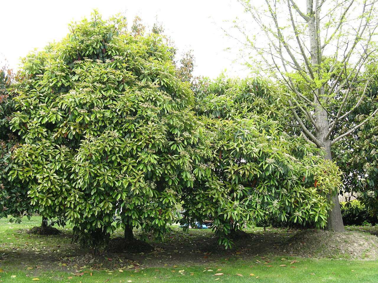 Photinia glabra, Japanese photinia — upright evergreen (Rosaceae) (image 9 of 10)