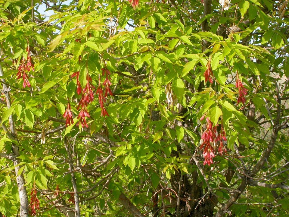 Acer negundo (Box Elder)